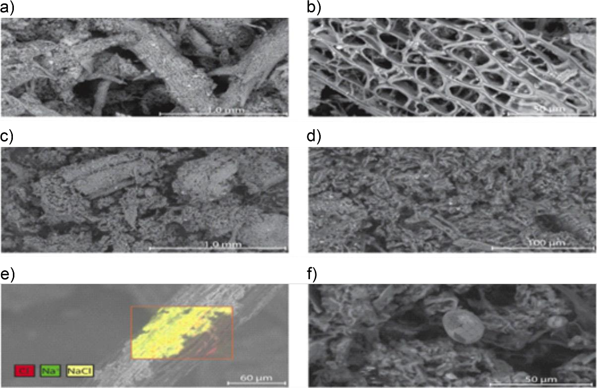 Scanning Electron Microscope (SEM) images of different peat (Photograph modified from McCarter et al., 2020).
