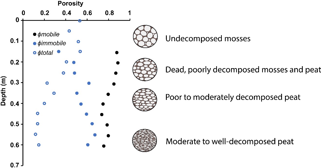 Change in mobile water porosity (ϕmob), immobile water porosity (ϕim), and total porosity (ϕt) with depth below surface in a Sphagnum-dominated blanket bog peat (Modified from Hoag and Price, 1997).