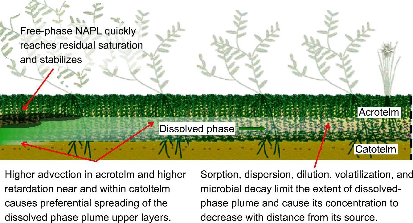 Schematic of free-phase NAPL and dissolved phase redistribution through a peatland. There will be preferential spread of the NAPL in the shallow peat horizons until it reaches residual saturation. Soluble components will flow preferentially in the upper layer and their concentration will decrease with distance from the NAPL pool until the dissolved phase plume reaches its maximum extent (Modified from Gharedaghloo and Price, 2017).