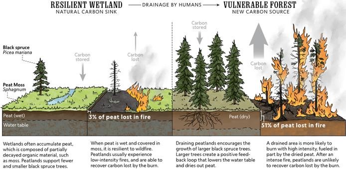 The high water table in undisturbed peatlands provides a measure of protection against wildfire. While the surface may burn, the low intensity of the fire leaves sufficient nearby seeds and diaspores and a substrate more suitable for recolonization of typical peatland plants