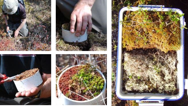 Sampling of the upper layer of bog peat using a 10 cm diameter, 5 cm tall PVC ring, using a knife and scissors. Lower layers can be sampled sequentially. Larger samples can be cut with serrated knives or a handsaw; storage in a rigid cooler or container is advised. (Photographs by J. Price, C. McCarter, and W. Quinton)