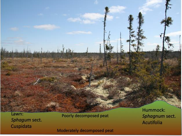 Boreal bog dominated by Sphagnum mosses (left foreground) and stunted black spruce trees (right side and background), woody shrubs (right foreground), and sometimes lichen (bottom right)