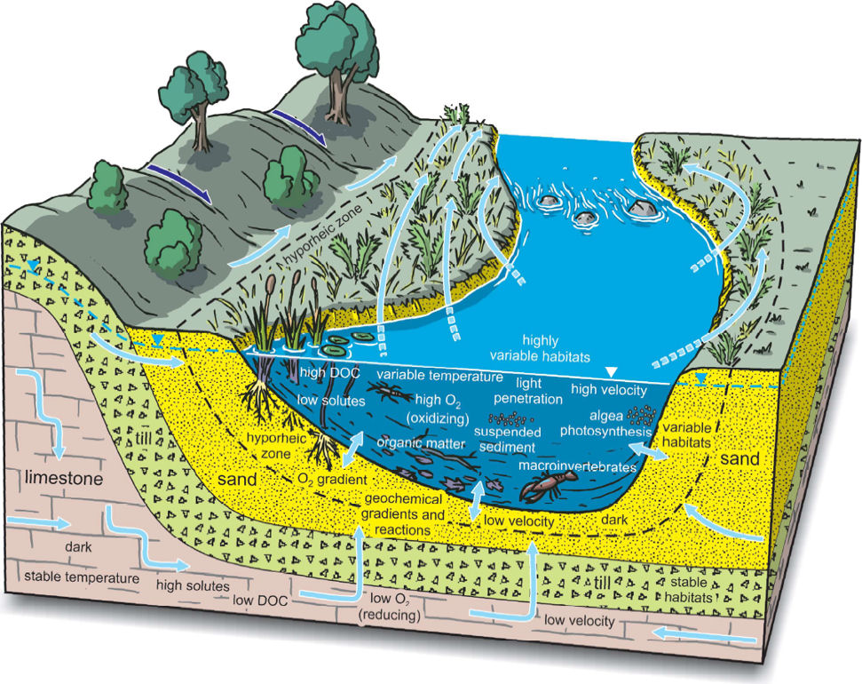 Schematic of the physical, biogeochemical and ecological components of a hyporheic zone, stream and groundwater system