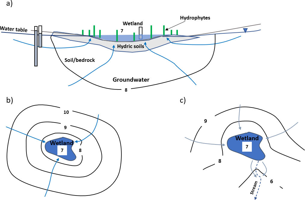 Schematic cross section and map view showing a wetland dominated by groundwater discharge conditions, producing an effluent or gaining wetland