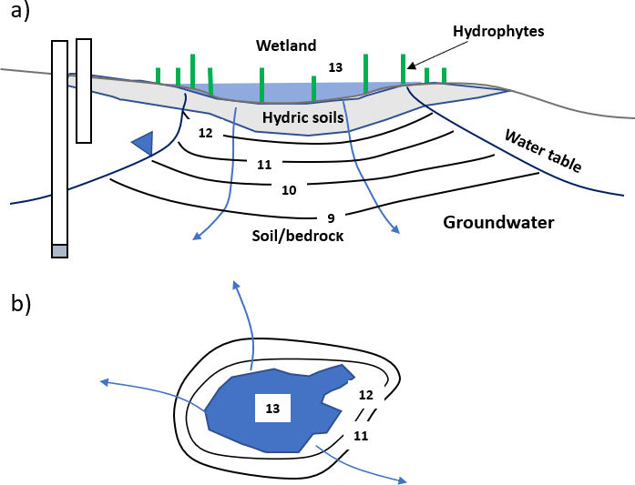 Schematic cross section and map view of an influent wetland