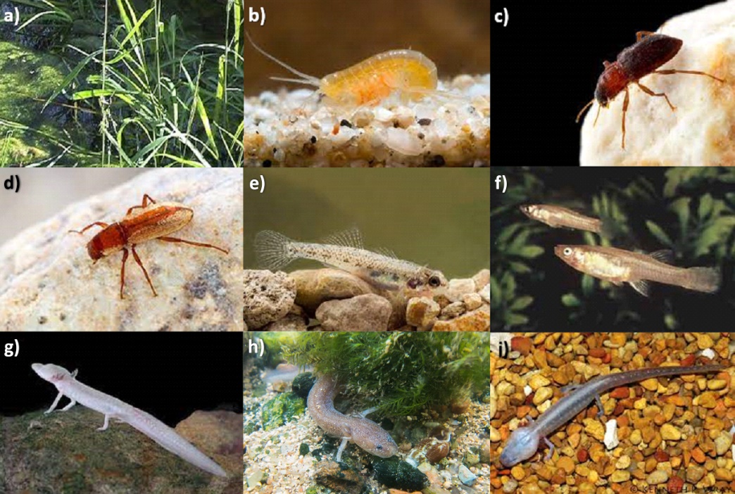Image of Texas wild rice; Peck’s Cave amphipod; Comal Springs riffle beetle; Comal Springs dryopid beetle; Fountain darter; the now extinct San Marcos gambusia; Texas blind salamander; Barton Springs salamander; and Austin blind salamander