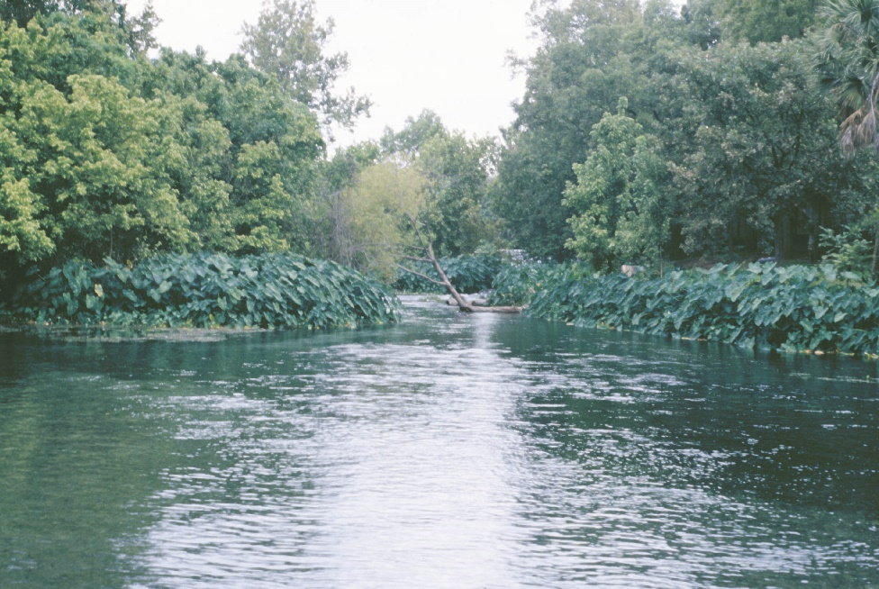 image of San Marcos Spring discharge